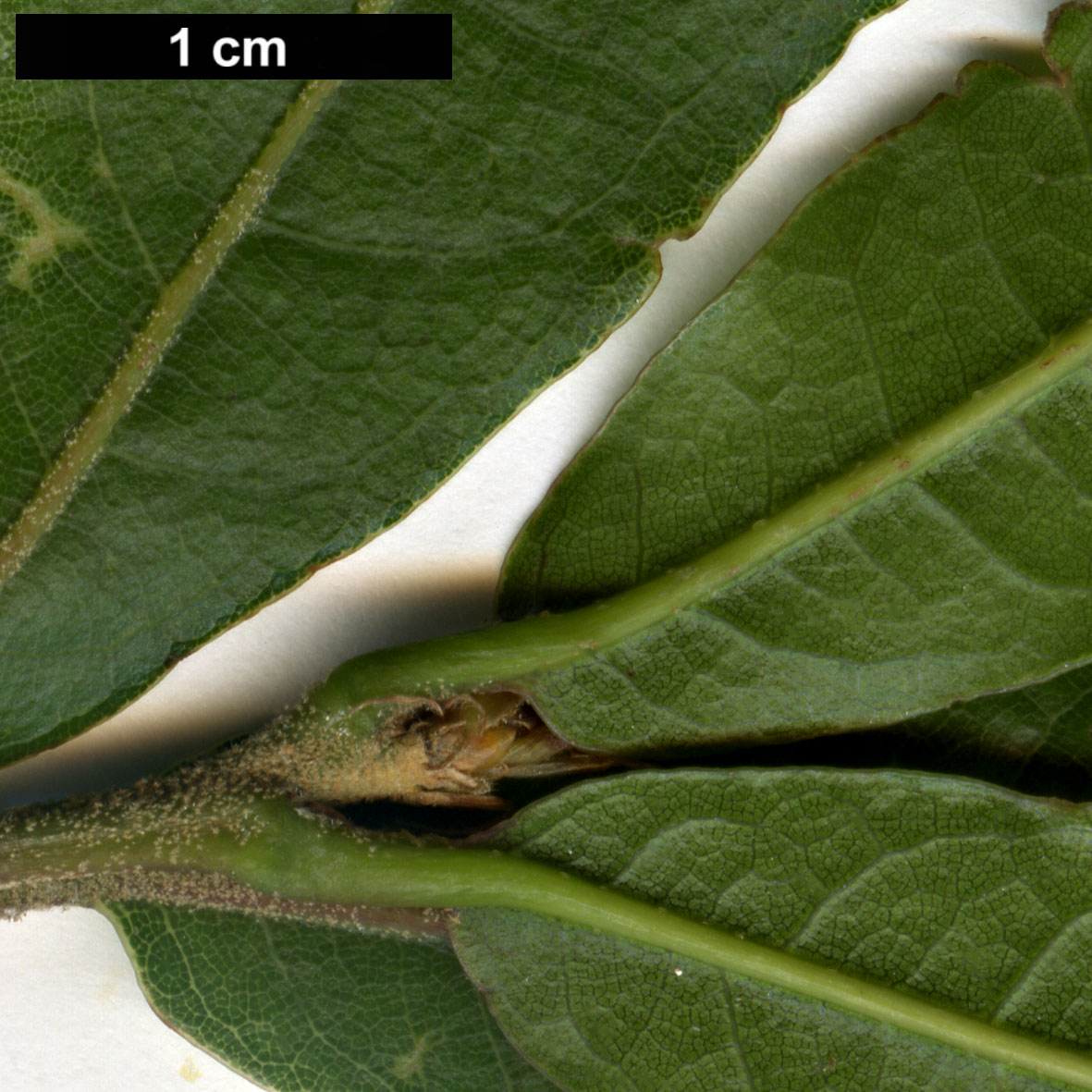 High resolution image: Family: Fagaceae - Genus: Quercus - Taxon: acatenangensis